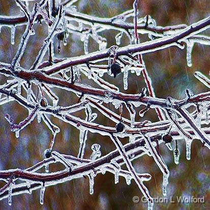 Iced Tree_DSCF00438.jpg - Photographed at Smiths Falls, Ontario, Canada.